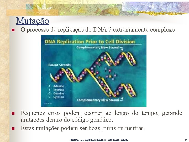 Mutação n O processo de replicação do DNA é extremamente complexo n Pequenos erros