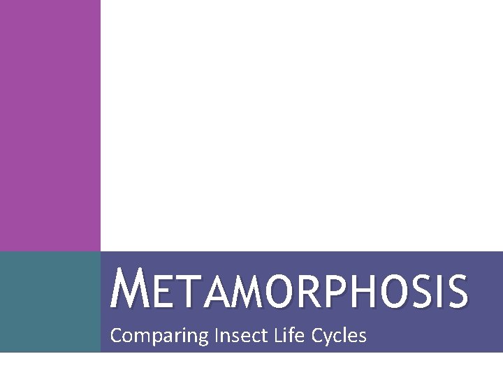 METAMORPHOSIS Comparing Insect Life Cycles METAMORPHOSIS Comparing Insect Life Cycles
