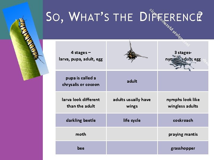 sis oh S O, W HAT’S THE D IFFERENCE? pr om at e. M sis oh S O, W HAT’S THE D IFFERENCE? pr om at e. M