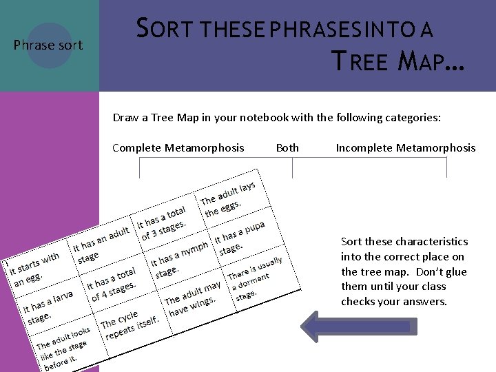 Phrase sort S ORT THESE PHRASES INTO A T REE M AP… Draw a Phrase sort S ORT THESE PHRASES INTO A T REE M AP… Draw a