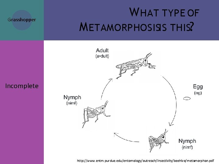 Grasshopper W HAT TYPE OF M ETAMORPHOSISIS THIS? Incomplete http: //www. entm. purdue. edu/entomology/outreach/insectivity/beehive/metamorphan. Grasshopper W HAT TYPE OF M ETAMORPHOSISIS THIS? Incomplete http: //www. entm. purdue. edu/entomology/outreach/insectivity/beehive/metamorphan.