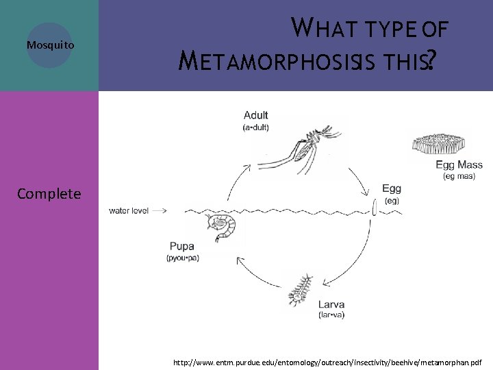 Mosquito W HAT TYPE OF M ETAMORPHOSISIS THIS? Complete http: //www. entm. purdue. edu/entomology/outreach/insectivity/beehive/metamorphan. Mosquito W HAT TYPE OF M ETAMORPHOSISIS THIS? Complete http: //www. entm. purdue. edu/entomology/outreach/insectivity/beehive/metamorphan.