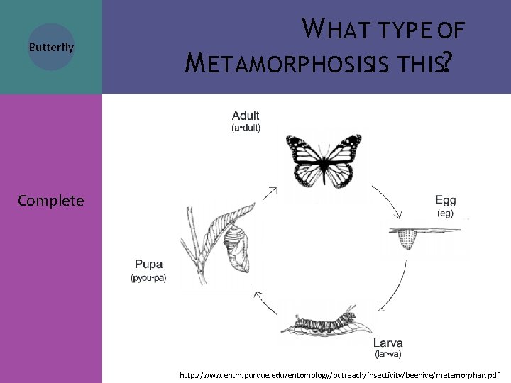 Butterfly W HAT TYPE OF M ETAMORPHOSISIS THIS? Complete http: //www. entm. purdue. edu/entomology/outreach/insectivity/beehive/metamorphan. Butterfly W HAT TYPE OF M ETAMORPHOSISIS THIS? Complete http: //www. entm. purdue. edu/entomology/outreach/insectivity/beehive/metamorphan.