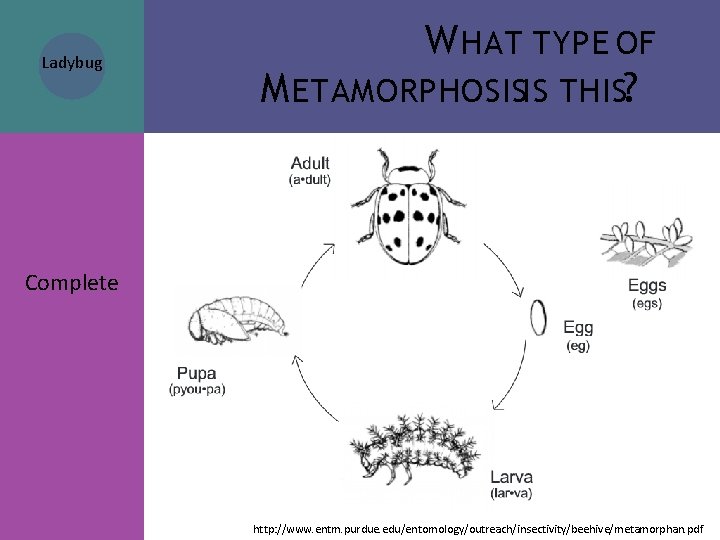 Ladybug W HAT TYPE OF M ETAMORPHOSISIS THIS? Complete http: //www. entm. purdue. edu/entomology/outreach/insectivity/beehive/metamorphan. Ladybug W HAT TYPE OF M ETAMORPHOSISIS THIS? Complete http: //www. entm. purdue. edu/entomology/outreach/insectivity/beehive/metamorphan.