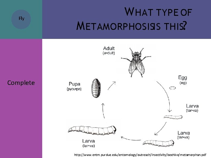 Fly W HAT TYPE OF M ETAMORPHOSISIS THIS? Complete http: //www. entm. purdue. edu/entomology/outreach/insectivity/beehive/metamorphan. Fly W HAT TYPE OF M ETAMORPHOSISIS THIS? Complete http: //www. entm. purdue. edu/entomology/outreach/insectivity/beehive/metamorphan.