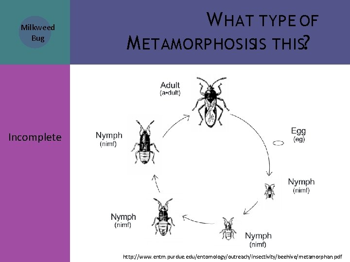 Milkweed Bug W HAT TYPE OF M ETAMORPHOSISIS THIS? Incomplete http: //www. entm. purdue. Milkweed Bug W HAT TYPE OF M ETAMORPHOSISIS THIS? Incomplete http: //www. entm. purdue.