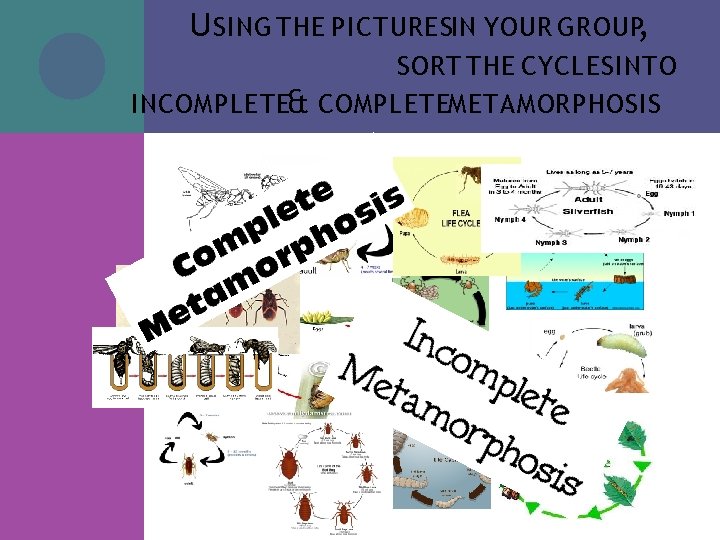U SING THE PICTURESIN YOUR GROUP, SORT THE CYCLES INTO INCOMPLETE& COMPLETEMETAMORPHOSIS U SING THE PICTURESIN YOUR GROUP, SORT THE CYCLES INTO INCOMPLETE& COMPLETEMETAMORPHOSIS