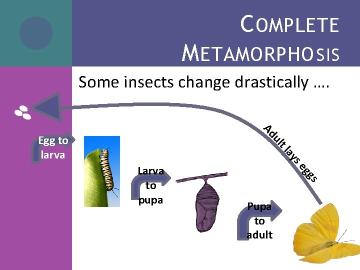 C OMPLETE M ETAMORPHO SIS Some insects change drastically …. Ad gg s Larva C OMPLETE M ETAMORPHO SIS Some insects change drastically …. Ad gg s Larva