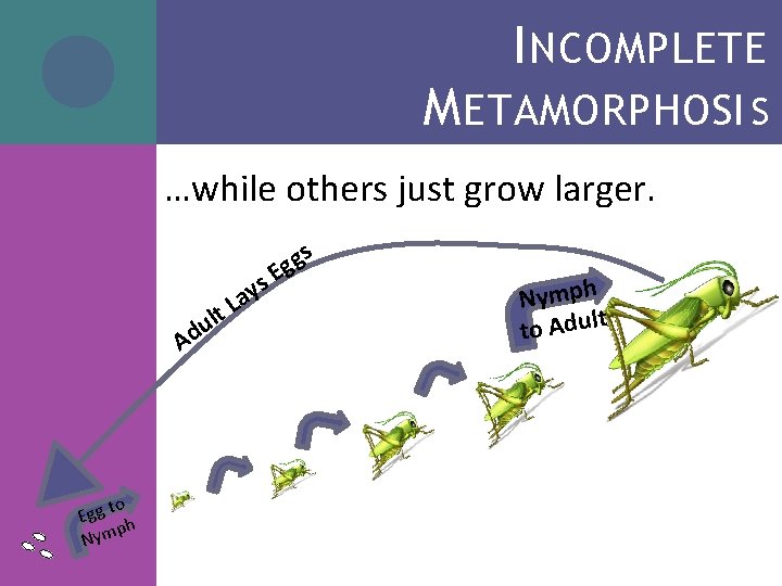 I NCOMPLETE M ETAMORPHOSI S …while others just grow larger. lt u d A I NCOMPLETE M ETAMORPHOSI S …while others just grow larger. lt u d A