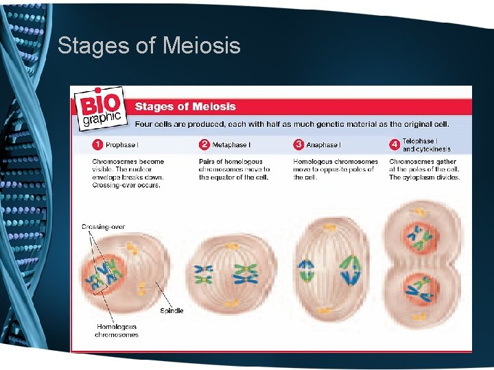 Stages of Meiosis 