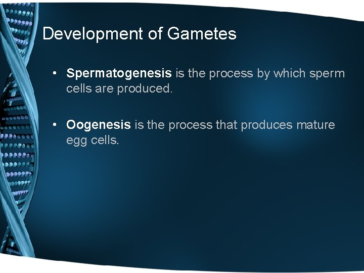 Development of Gametes • Spermatogenesis is the process by which sperm cells are produced.