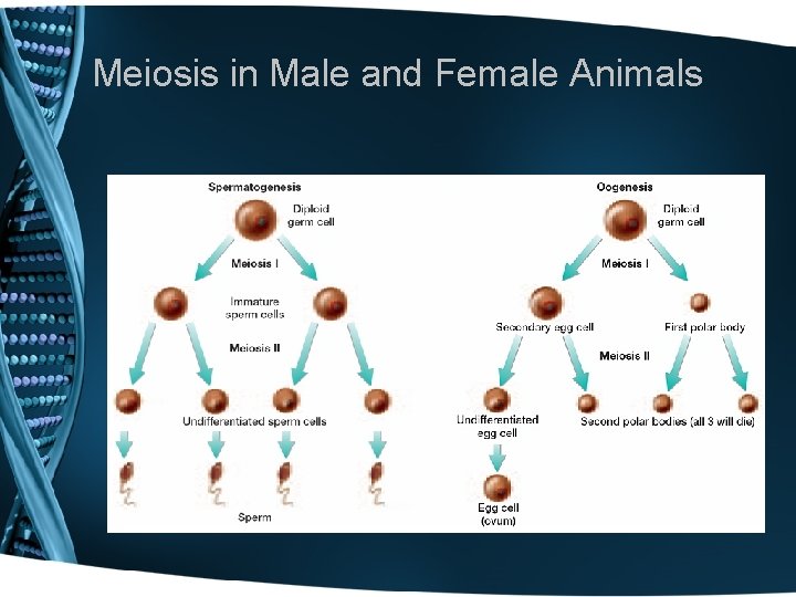 Meiosis in Male and Female Animals 