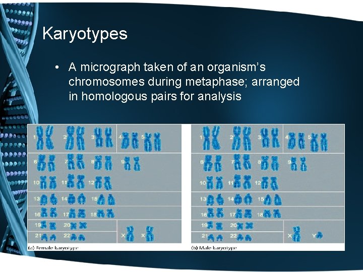 Karyotypes • A micrograph taken of an organism’s chromosomes during metaphase; arranged in homologous