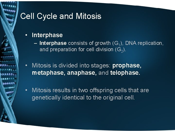 Cell Cycle and Mitosis • Interphase – Interphase consists of growth (G 1), DNA