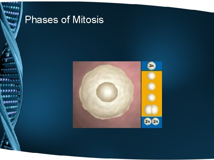 Phases of Mitosis 