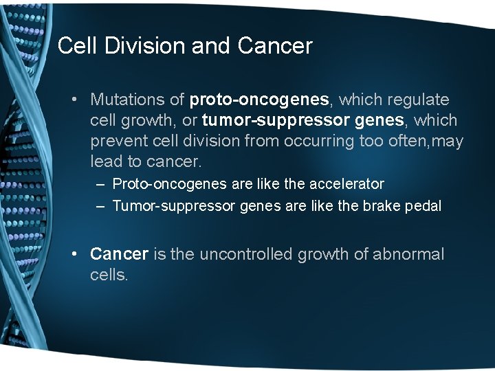 Cell Division and Cancer • Mutations of proto-oncogenes, which regulate cell growth, or tumor-suppressor