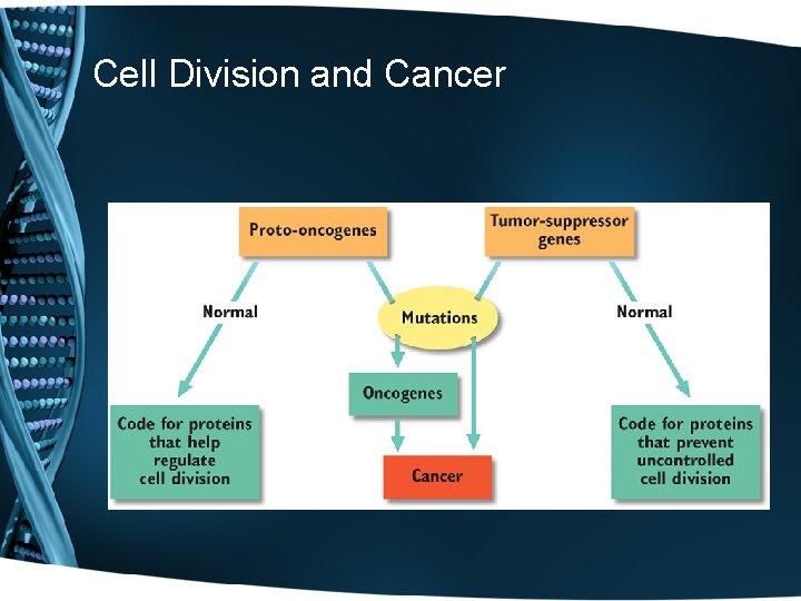 Cell Division and Cancer 