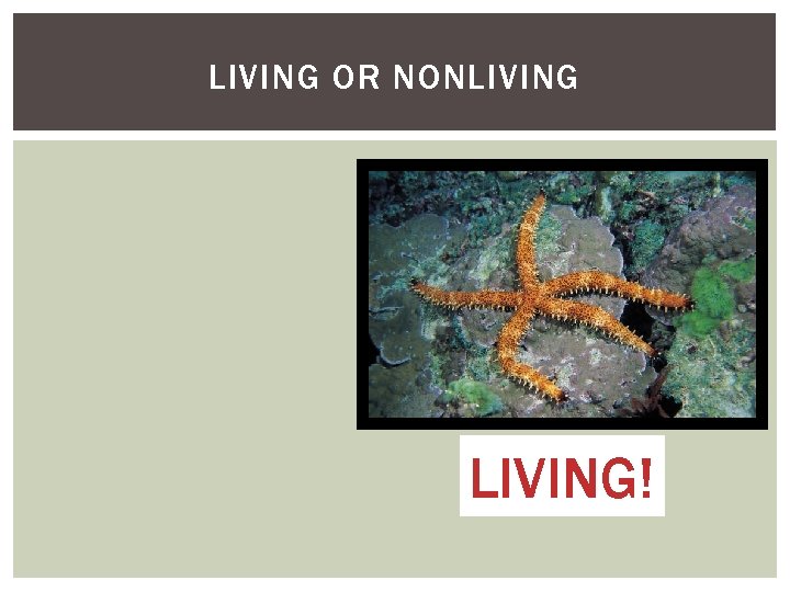 LIVING DEAD NONLIVING WHAT THINGS CAN THE DOG