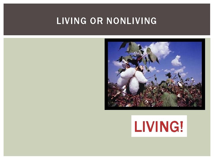 LIVING DEAD NONLIVING WHAT THINGS CAN THE DOG