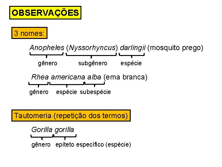 OBSERVAÇÕES 3 nomes: Anopheles (Nyssorhyncus) darlingii (mosquito prego) gênero subgênero espécie Rhea americana alba