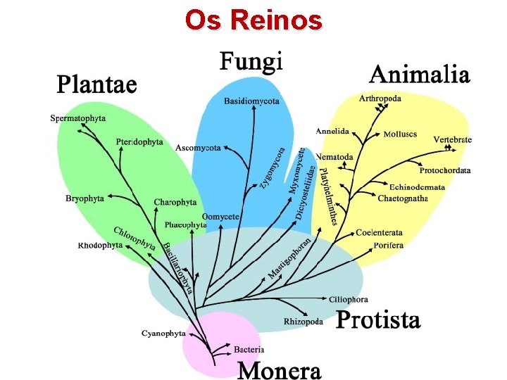 Os Reinos 