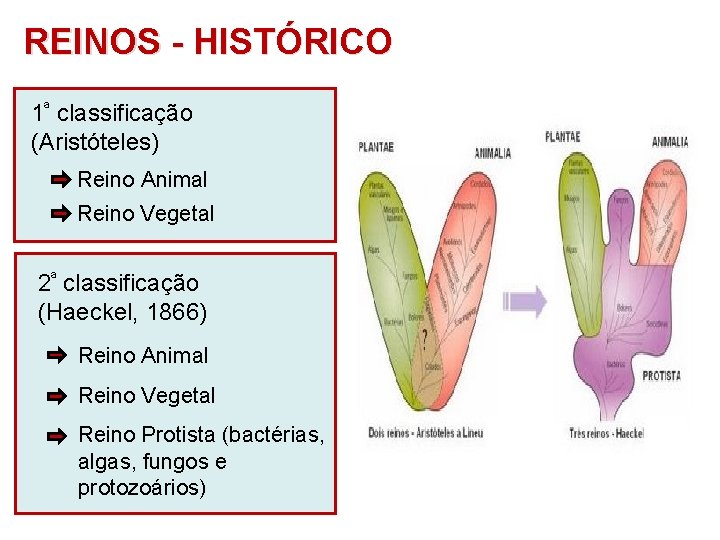 REINOS - HISTÓRICO 1ª classificação (Aristóteles) Reino Animal Reino Vegetal 2ª classificação (Haeckel, 1866)