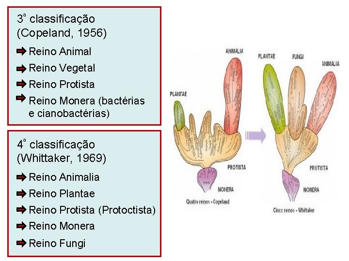 3ª classificação (Copeland, 1956) Reino Animal Reino Vegetal Reino Protista Reino Monera (bactérias e