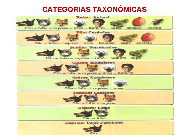 CATEGORIAS TAXONÔMICAS 