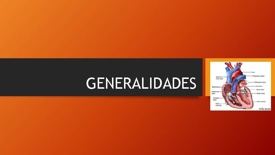 GENERALIDADES 