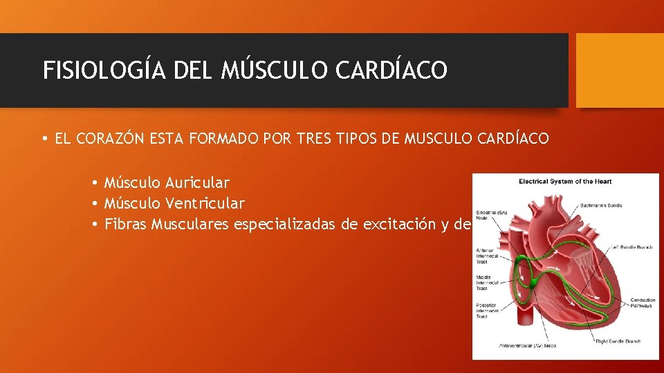 FISIOLOGÍA DEL MÚSCULO CARDÍACO • EL CORAZÓN ESTA FORMADO POR TRES TIPOS DE MUSCULO