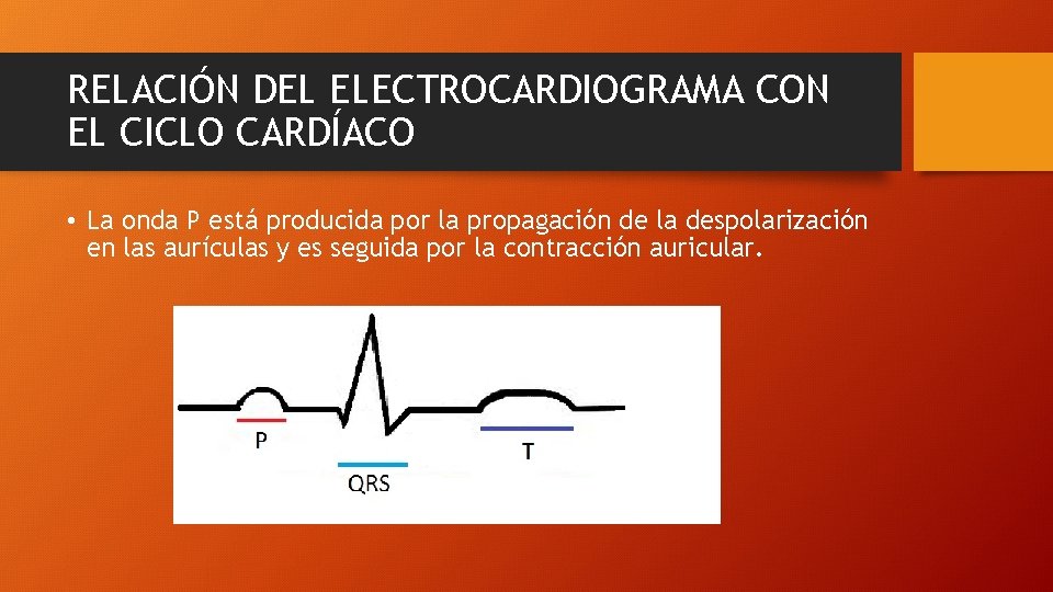 RELACIÓN DEL ELECTROCARDIOGRAMA CON EL CICLO CARDÍACO • La onda P está producida por