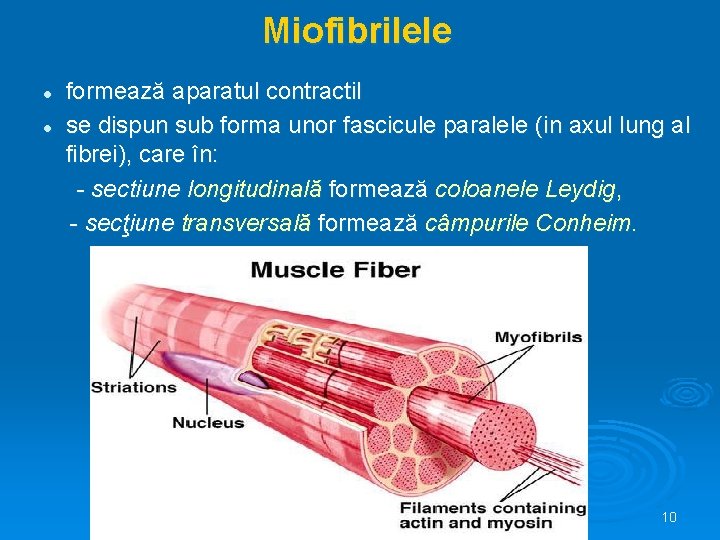 Miofibrilele l l formează aparatul contractil se dispun sub forma unor fascicule paralele (in