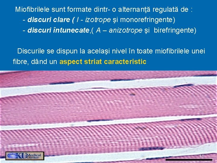 Miofibrilele sunt formate dintr- o alternanţă regulată de : - discuri clare ( I