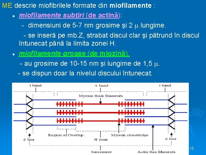 ME descrie miofibrilele formate din miofilamente : l miofilamente subţiri (de actină): - dimensiuni