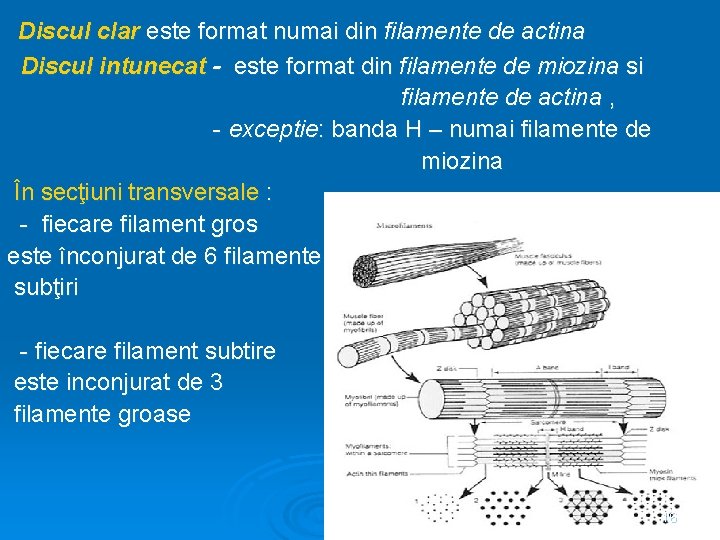 Discul clar este format numai din filamente de actina Discul intunecat - este format