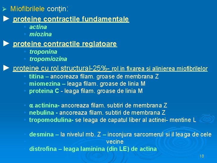 Miofibrilele conţin: ► proteine contractile fundamentale Ø • actina • miozina ► proteine contractile