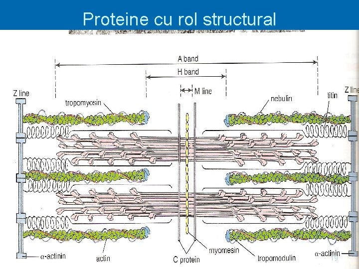 Proteine cu rol structural 19 