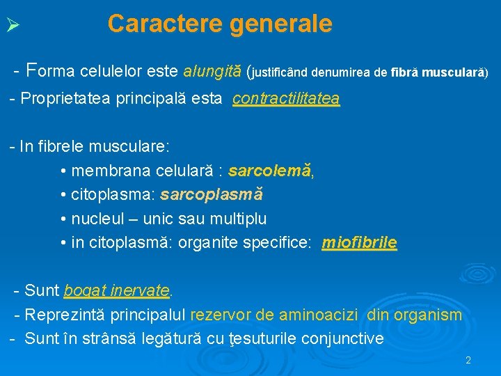 Ø Caractere generale - Forma celulelor este alungită (justificând denumirea de fibră musculară) -