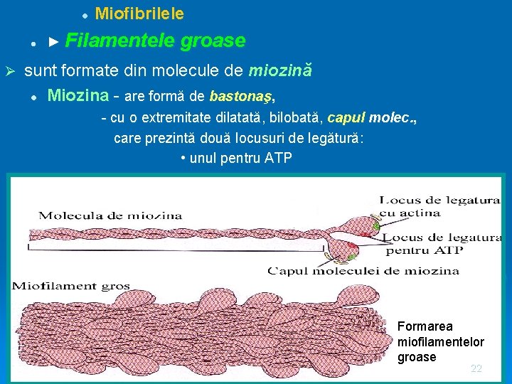 l l Ø Miofibrilele ► Filamentele groase sunt formate din molecule de miozină l