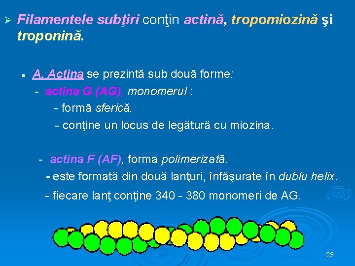 Ø Filamentele subţiri conţin actină, tropomiozină şi troponină. l A. Actina se prezintă sub