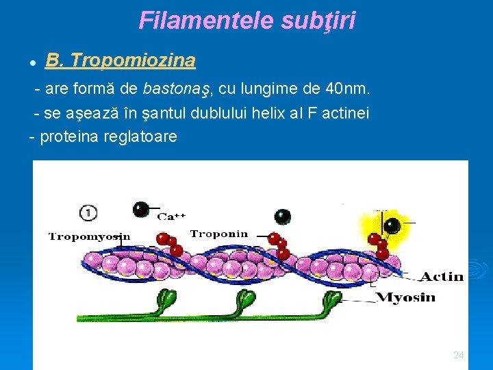 Filamentele subţiri l B. Tropomiozina - are formă de bastonaş, cu lungime de 40