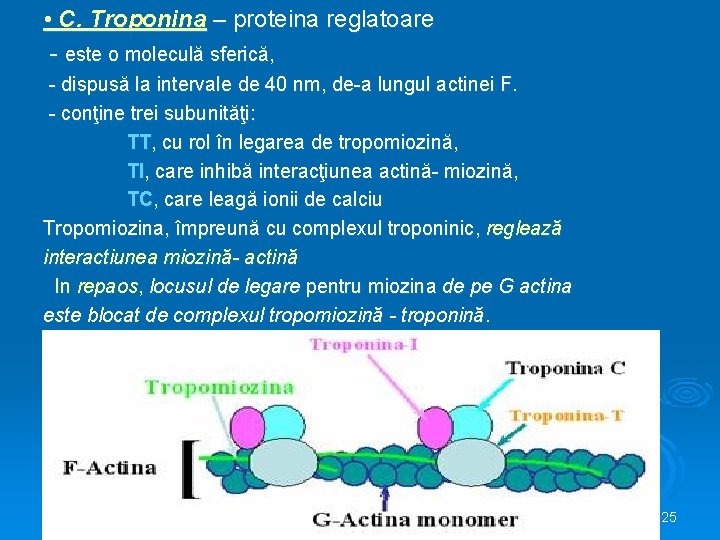  • C. Troponina – proteina reglatoare - este o moleculă sferică, - dispusă