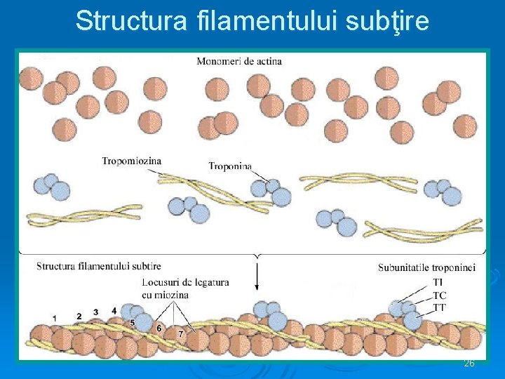 Structura filamentului subţire 26 