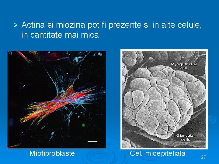 Ø Actina si miozina pot fi prezente si in alte celule, in cantitate mai