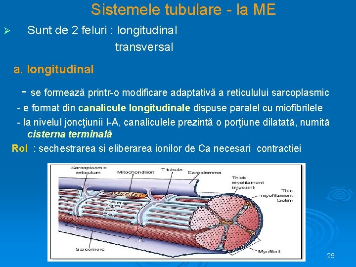 Sistemele tubulare - la ME Ø Sunt de 2 feluri : longitudinal transversal a.