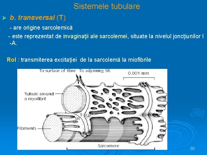 Sistemele tubulare Ø b. transversal (T) - are origine sarcolemică - este reprezentat de