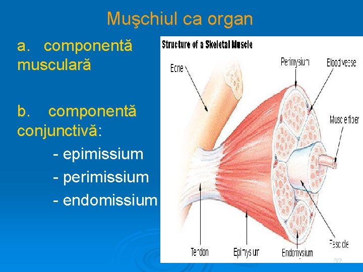 Muşchiul ca organ a. componentă musculară b. componentă conjunctivă: - epimissium - perimissium -