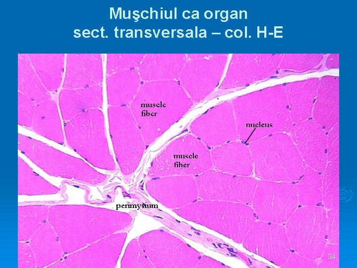Muşchiul ca organ sect. transversala – col. H-E 34 