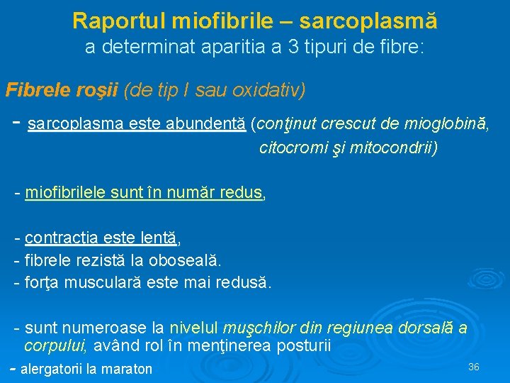 Raportul miofibrile – sarcoplasmă a determinat aparitia a 3 tipuri de fibre: Fibrele roşii