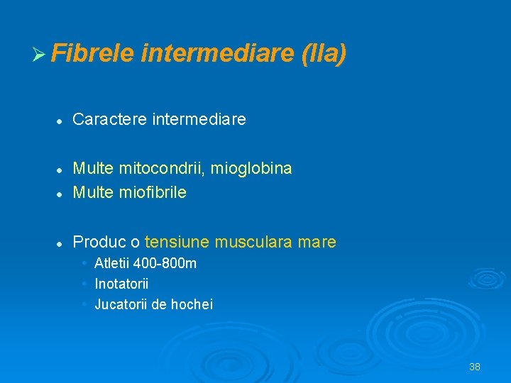 Ø Fibrele intermediare l (IIa) Caractere intermediare l Multe mitocondrii, mioglobina Multe miofibrile l